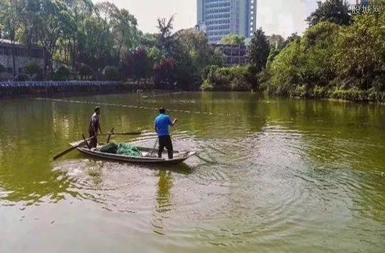 高校捞两千多斤鱼 全校师生可以免费品尝