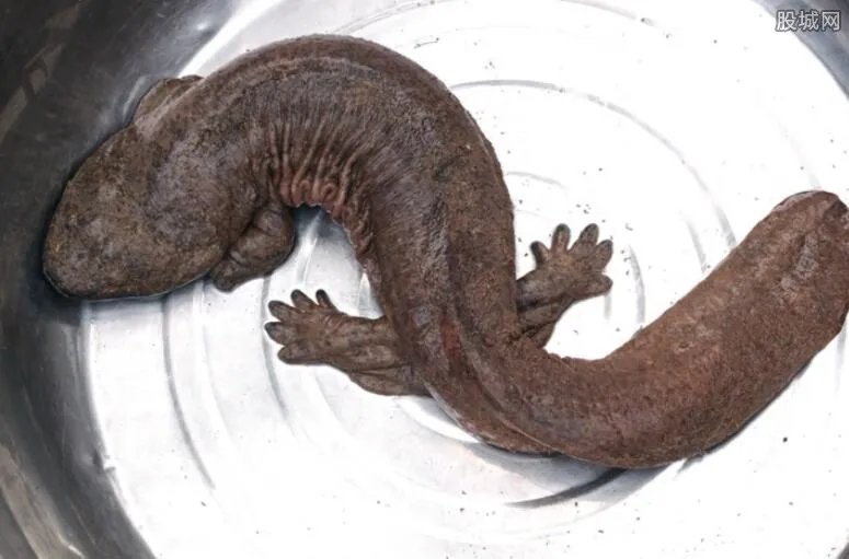 80岁巨型娃娃鱼是怎样的 动物界的寿星已经被放生