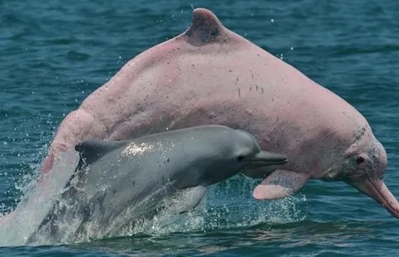 广州流溪河罕现中华白海豚,它们是怎样来到内河的?