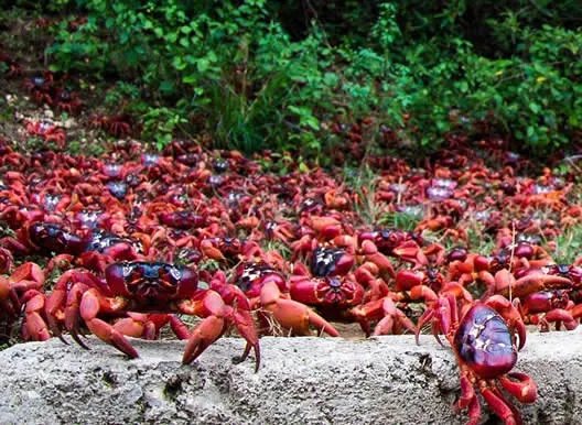 旅行无意发现这幕:近看惊呆了!(组图)