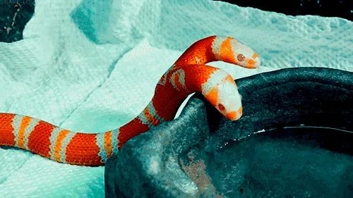 印度三头蛇真实图片有多可怕 三头蛇真的存在吗