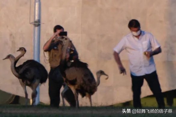 怎么看巴西总统被鸵鸟咬伤?