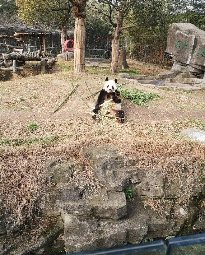 园方通报游客野生动物园擅自下车,到底是怎么回事?