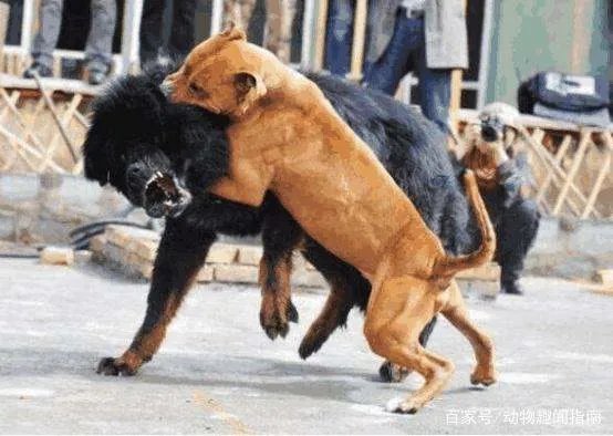 藏獒与狮子打架
