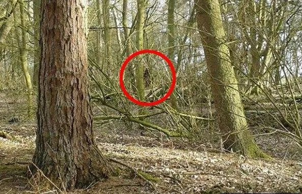 毛骨悚然!男子野外竟拍到这一幕：真实的野人（图）