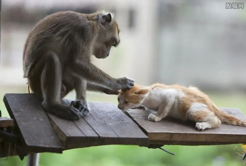 宠物猴价格一般是多少 宠物猴子多少钱一只