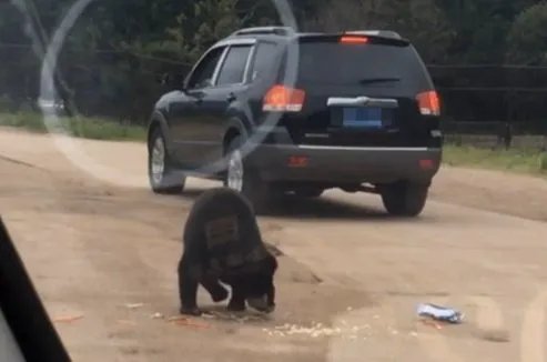 开窗投食被熊扒住结果如何?