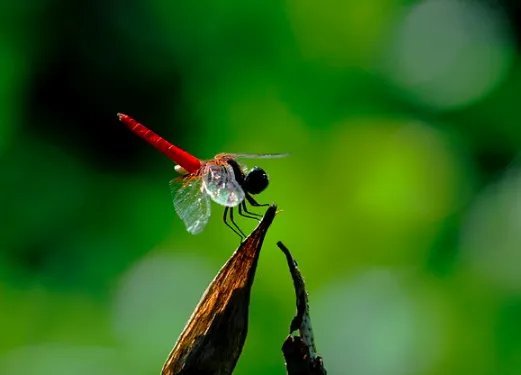 海南地区为什么会发现红腹异蜻？