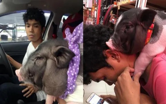 把母猪当女朋友来养是怎么回事?