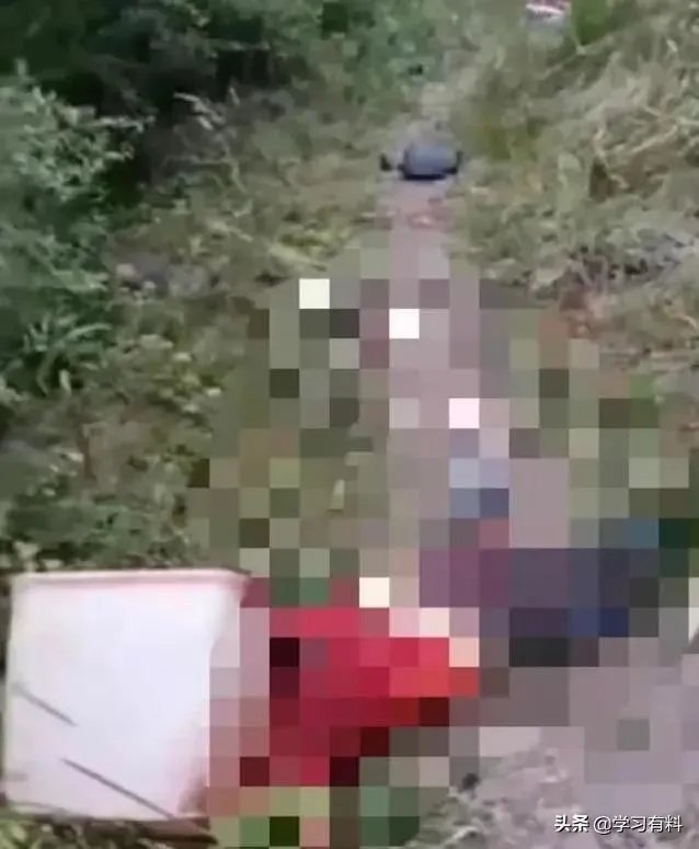 四川江油黑熊咬死3位村民,如何看待黑熊频频伤人事件?