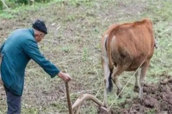 电商助力农民收入实现翻番,电商为何有这能力?