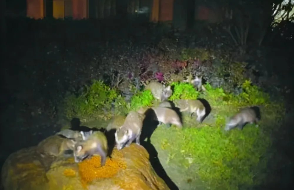 上海100多个小区出现貉 专家：生性胆小无需恐慌