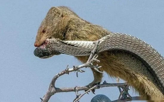 蛇玝,蛇的天敌不惧毒液(附蛇玝大战眼镜蛇图解)