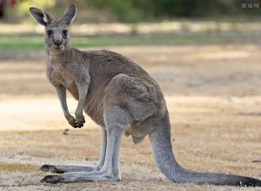 袋鼠与母猪谈恋爱 跨域物种的情谊深厚