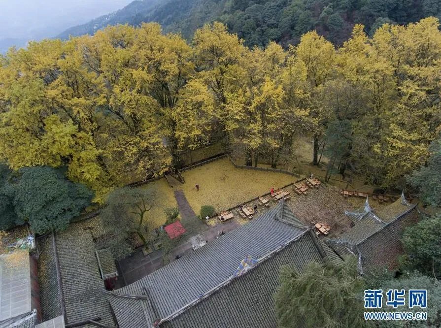 古刹落叶铺金毯 绝美景色让人赞不绝口