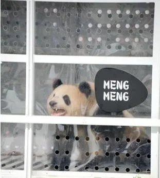大熊猫抵达德国是怎么回事?