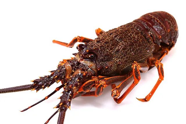 一般澳洲龙虾多少钱一斤 澳洲龙虾为什么这么贵