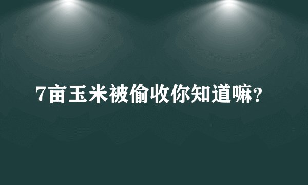 7亩玉米被偷收你知道嘛？