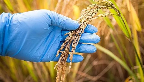 转基因主粮有哪些国家