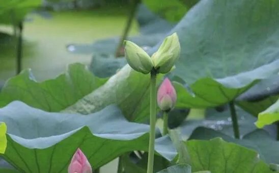 南京莫愁湖现两株并蒂莲是怎么回事 专家:出现的概率为十万分之一