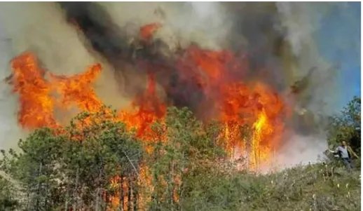 云南香格里拉市长参与森林救火时被烧伤是怎么回事?