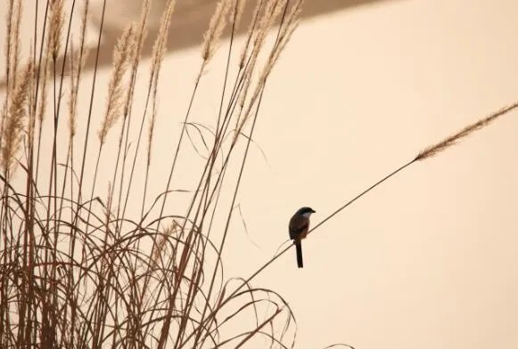 “劳燕分飞”中的“劳”指的是什么 劳燕分飞什么意思
