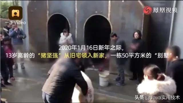 猪坚强13岁了是什么事情?
