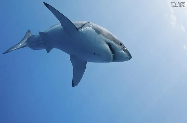 解剖中华鲟惊现女尸 保护动物人人有责