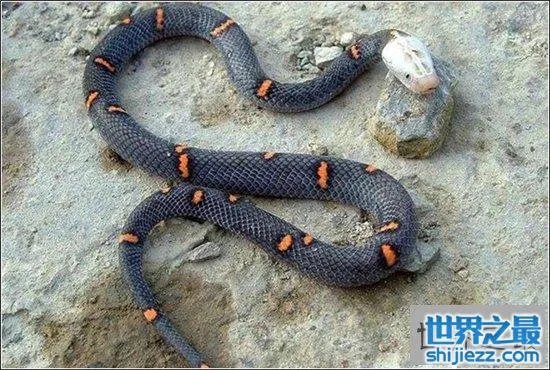 白头蝰蛇值多少钱?毒性极强瞬间让血凝固