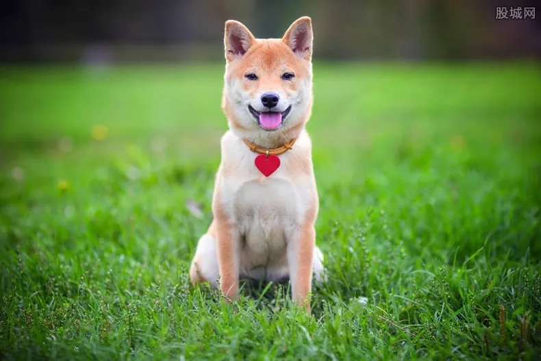 日柴犬出席见面会 柴犬最便宜多少钱一只