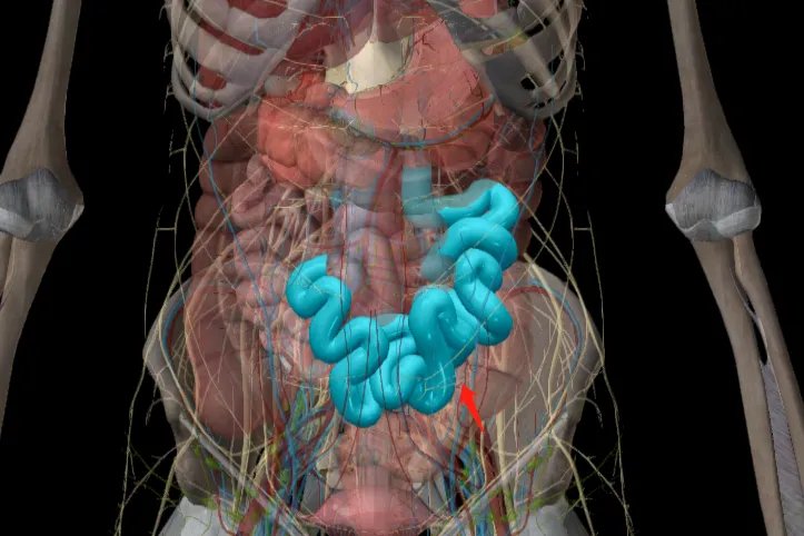 肚脐周围器官位置图片大全