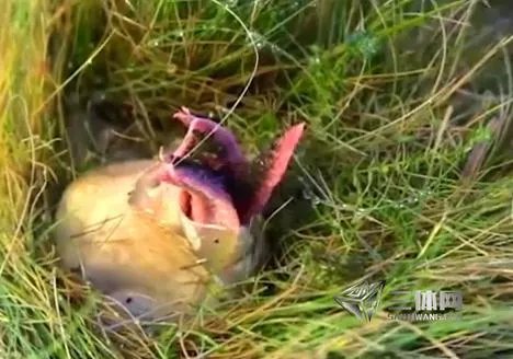 男子草丛发现异物 捅破后被吓坏了(图)