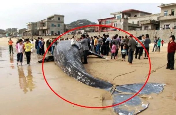 百年水库泄洪 竟冲出这庞然大物(图)