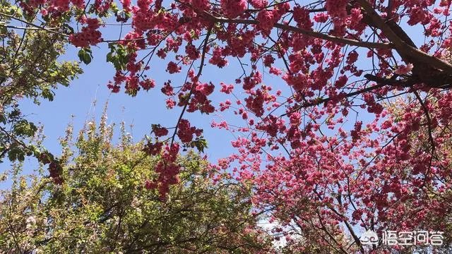 男子武大校园剧烈摇动樱花树，如何有效制止此类行为？