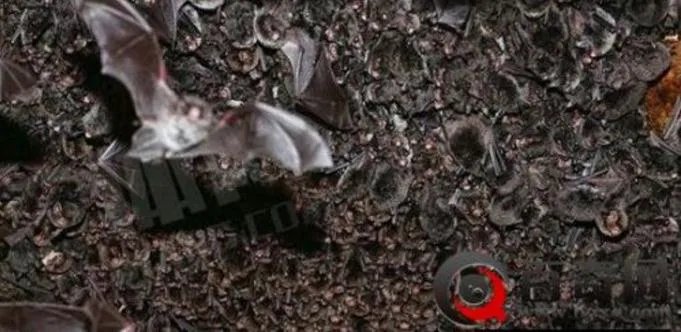 男子山洞探险打开手电瞬间吓尿(图)