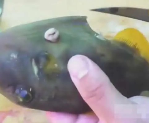 女子杀鱼在鱼肚里发现可怕东西（组图）