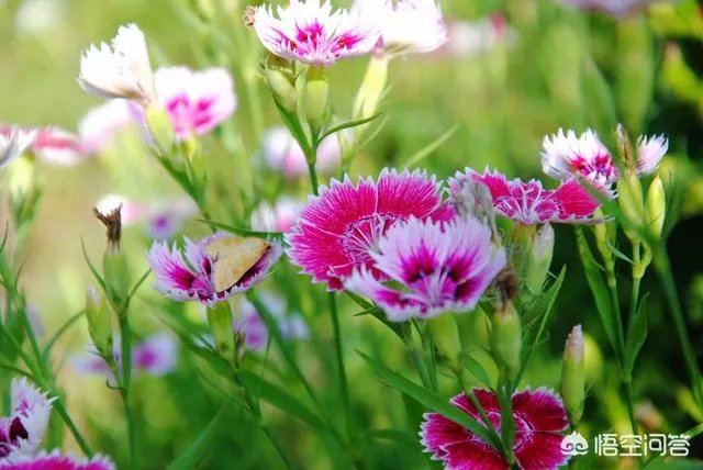 农村山里的石竹子,有什么作用和功效?