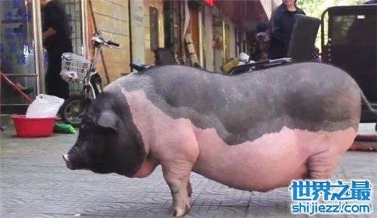 宠物猪长成300斤巨猪,最终只能当饲养猪养着