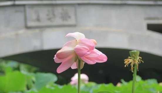 南京莫愁湖现两株并蒂莲是怎么回事 专家:出现的概率为十万分之一