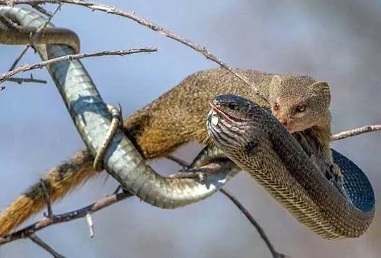 蛇玝,蛇的天敌不惧毒液(附蛇玝大战眼镜蛇图解)