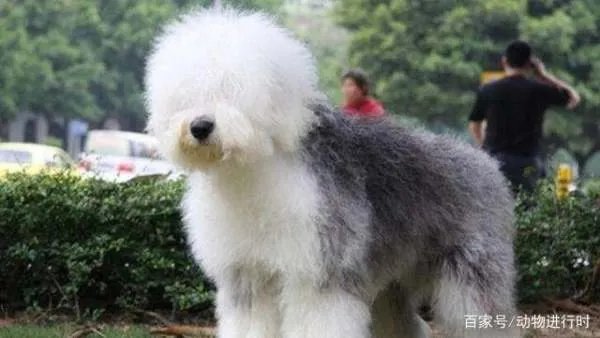 养古牧是一种什么体验?