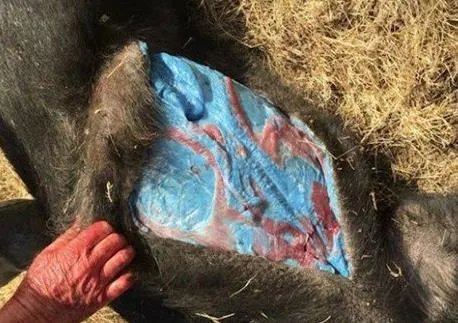 男子打到野猪 一剖开震惊全村（图）