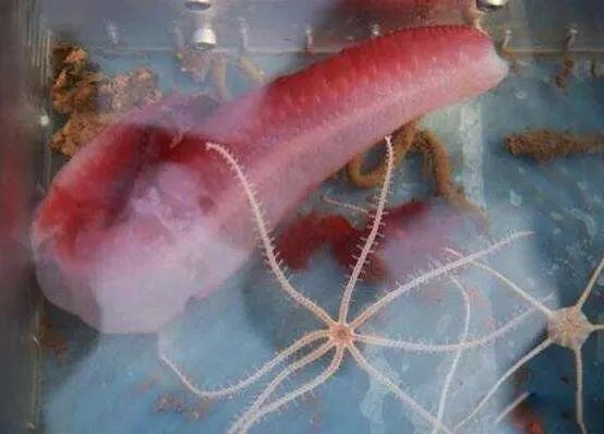 蛟龙号看见了什么 蛟龙号马里亚纳海沟6699米处抓拍