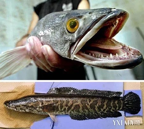 【震撼】千条小蛇头鱼合力救母恐怖蛇头鱼有什么功效