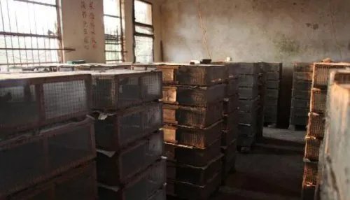 广西查获候鸟窝点 3万多只候鸟得以放飞