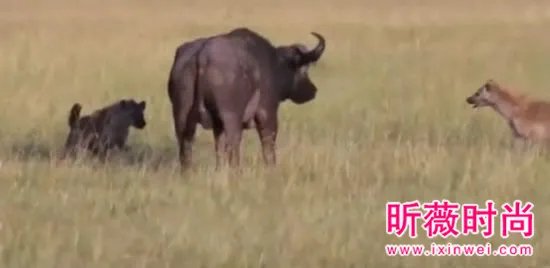 非洲鬣狗大战野牛 下幕不忍直视（组图）