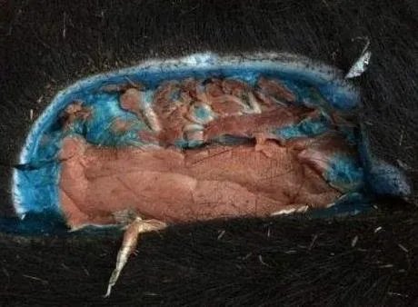 男子打到野猪 一剖开震惊全村（图）