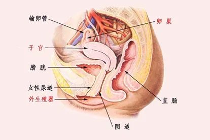 女性阴部图