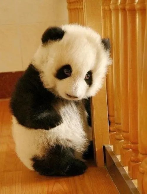 熊猫宝宝的不情愿拜年现场火了，你认为熊猫成为国宝的原因有哪些？