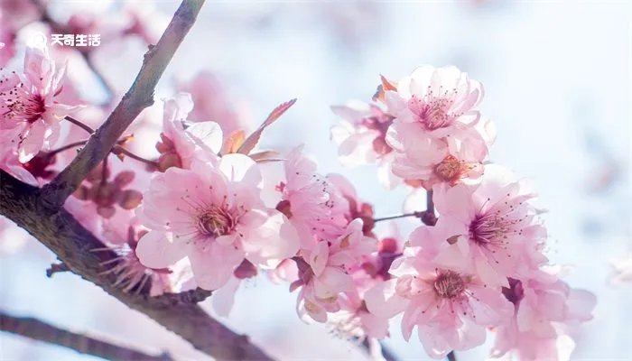 桃花仙人是谁
